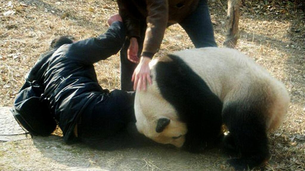 大熊猫咬人吗，大熊猫对人有攻击性吗