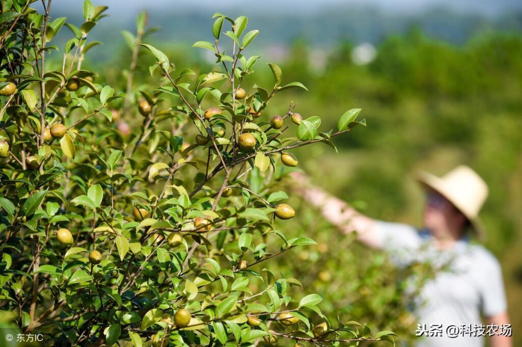 茶油树和油茶树有什么不同，茶油树和油茶树的区别