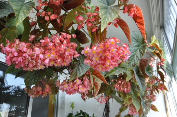 竹节海棠花怎么养开花