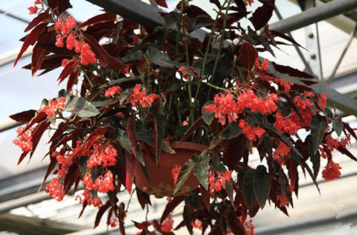 竹节海棠花怎么养开花