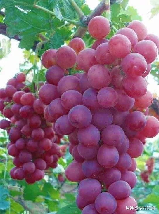 红地球葡萄为什么要打尖，红地球葡萄栽培技术