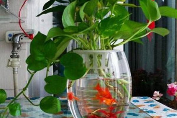 鱼可以和水培植物一起养吗