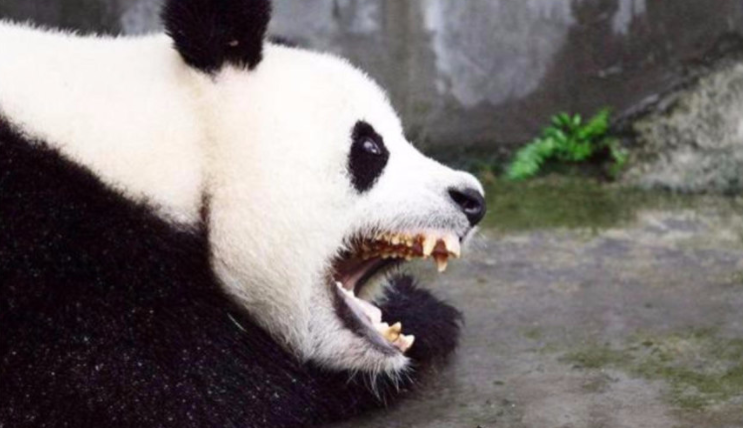 大熊猫咬人吗，大熊猫对人有攻击性吗