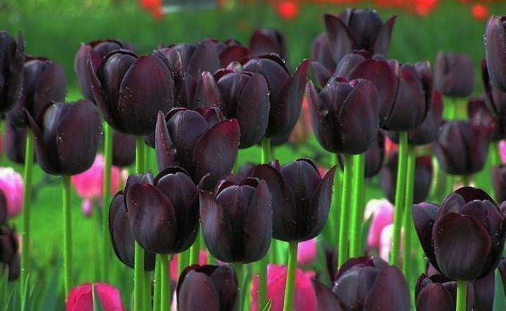 世界上有黑色的花吗，自然界有没有黑色的花