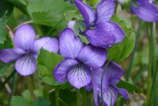 紫罗兰的花语是什么，紫罗兰的花语与寓意