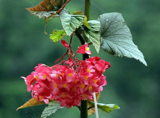 竹节海棠花怎么养开花