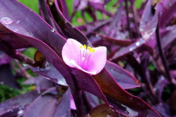 吊兰有哪些品种，紫色的吊兰叫什么名字
