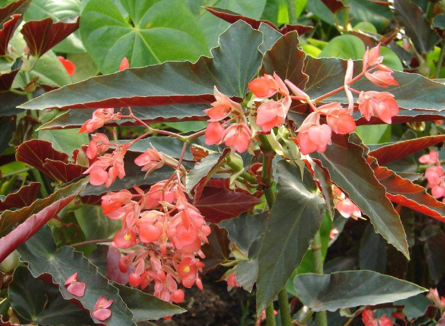 竹节海棠花怎么养开花