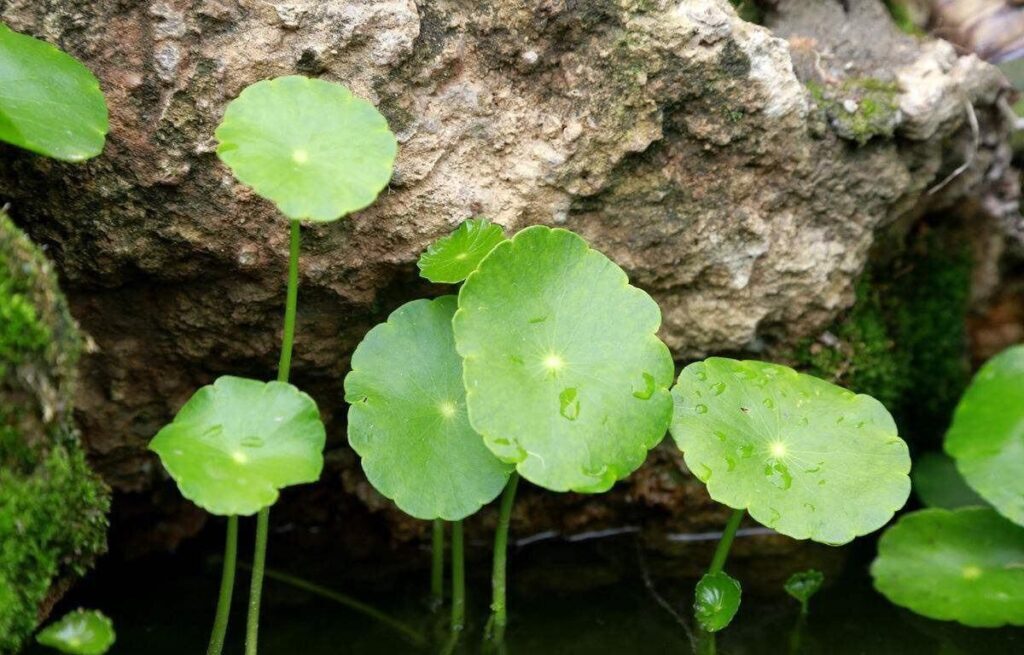 铜钱草和金钱草一样吗，铜钱草与金钱草的区别