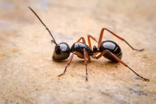 蚂蚁不喜欢吃什么食物，蚂蚁有不吃的东西吗
