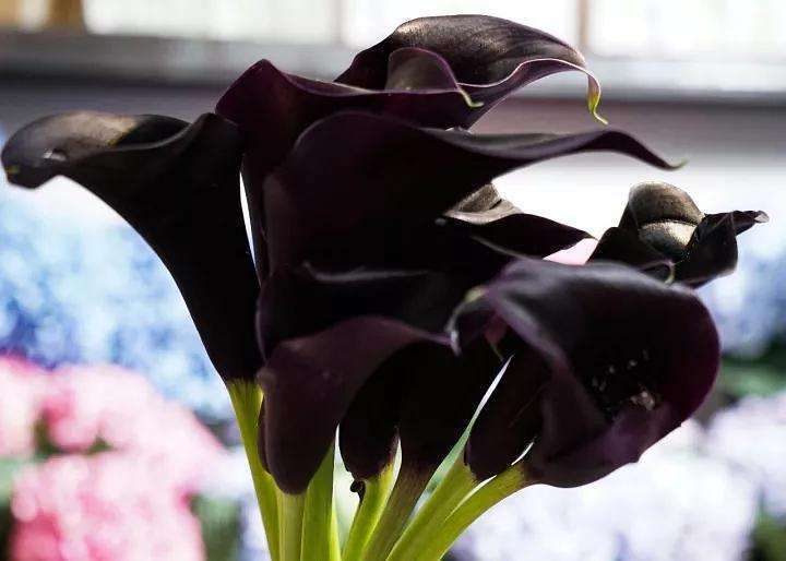 世界上有黑色的花吗，自然界有没有黑色的花