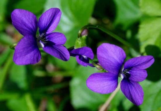 紫罗兰的花语是什么？紫罗兰的寓意象征