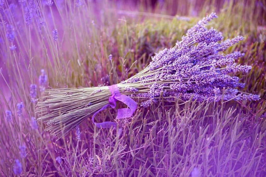 熏衣草的花语是什么，紫色熏衣草花语寓意