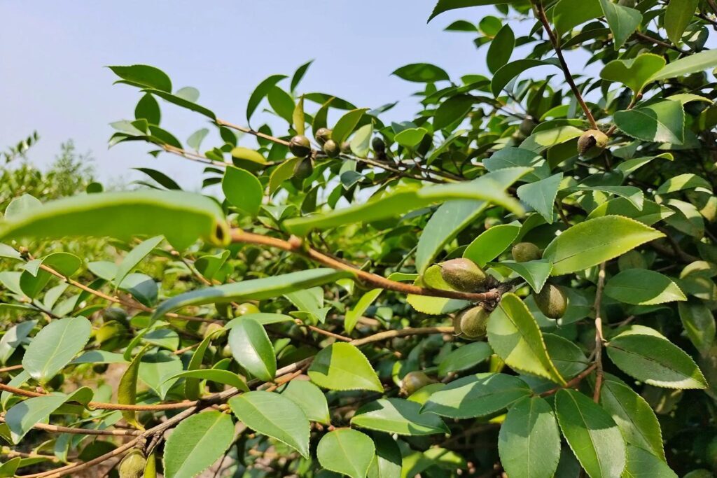 油茶籽油多少钱一斤，油茶籽油的功效和作用