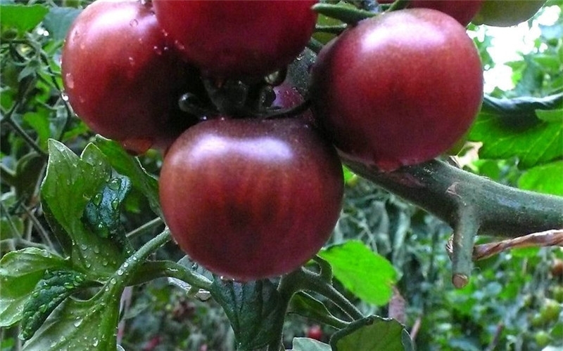 黑番茄是什么品种，黑番茄的功效与作用