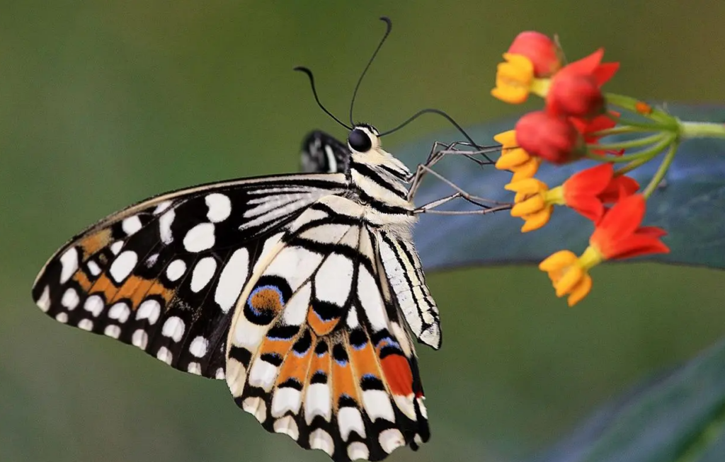 蝴蝶翅膀的颜色是怎么来的，蝴蝶是五颜六色的原因