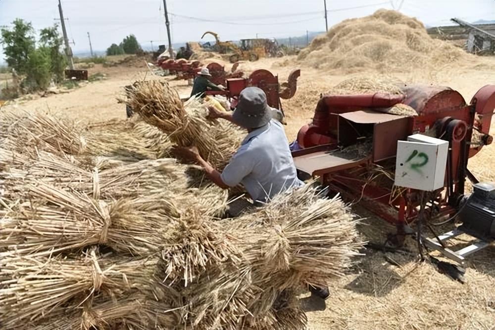 为什么小麦秸秆比小麦赚钱，农村秸秆怎么利用赚钱