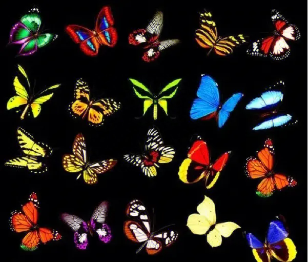 蝴蝶翅膀的颜色是怎么来的，蝴蝶是五颜六色的原因