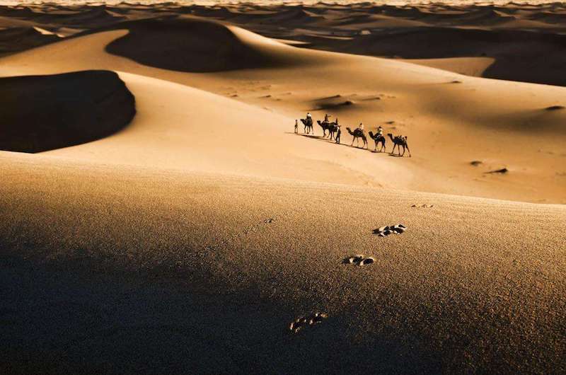 沙漠迷路的人为什么要喝骆驼血，沙漠里喝血的后果