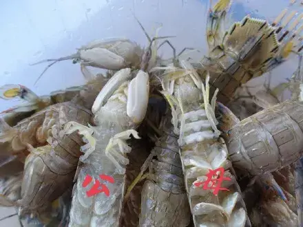 虾怎么分公母，虾有没有公母区分