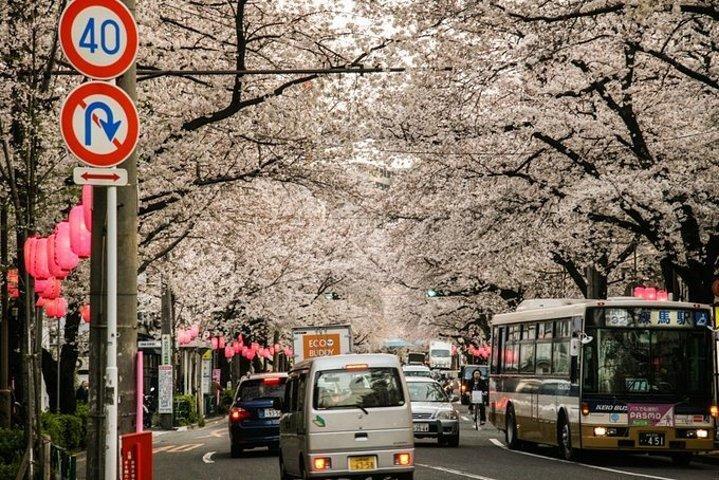 日本为什么没人敢闯红灯，日本为什么没人敢闯红灯
