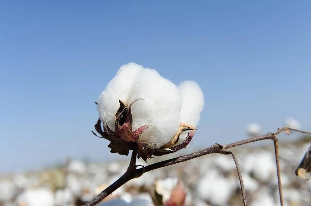 中国古代种棉花吗 ，棉花起源于哪个朝代