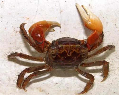 螃蟹吃什么食物，螃蟹吃什么食物才能养活