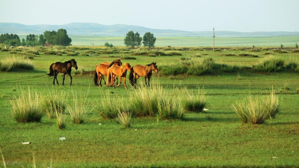 内蒙古哪里的草原最美，内蒙古7大草原排名