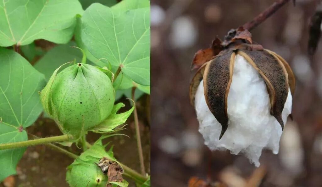 中国古代种棉花吗 ，棉花起源于哪个朝代