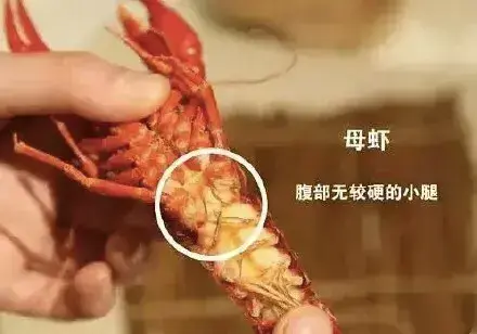 虾怎么分公母，虾有没有公母区分
