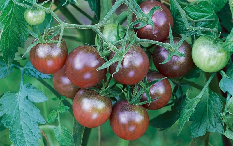 黑番茄是什么品种，黑番茄的功效与作用