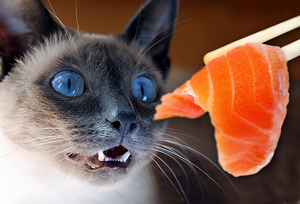 猫可以吃鱼吗，猫咪吃生鱼还是熟鱼