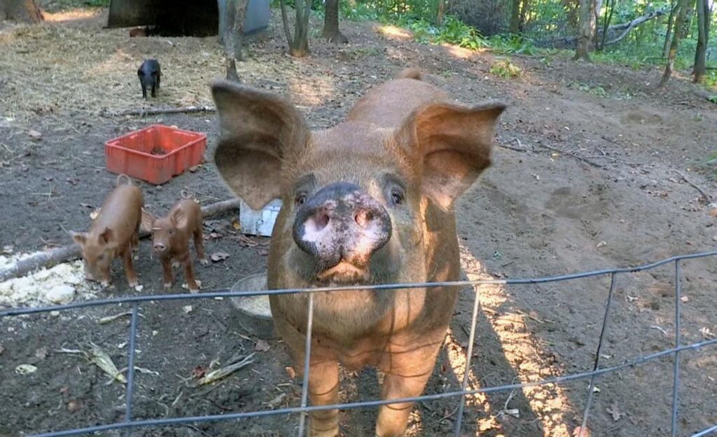 印度人一般吃什么肉，印度不吃猪肉和牛肉吗