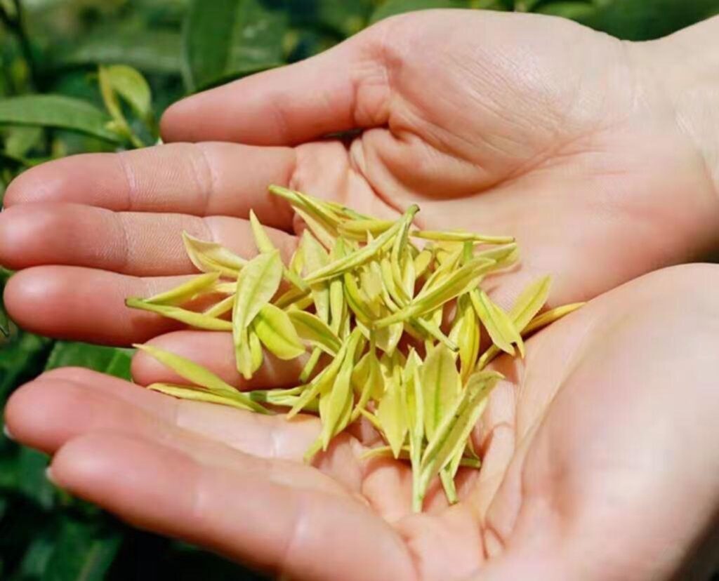 黄金芽属于什么茶，黄金芽茶叶多少钱一斤