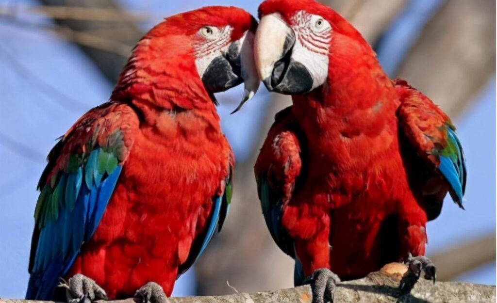 为什么鹦鹉能模仿人说话，所有鹦鹉都会说话吗