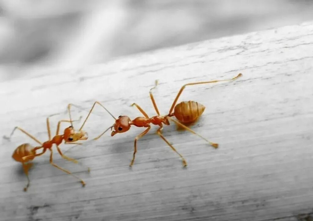 如何消灭蚂蚁，消灭蚂蚁最简单的办法