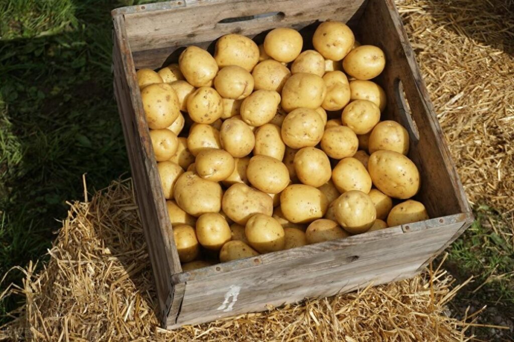 如何挑选土豆，买土豆买大的还是小的