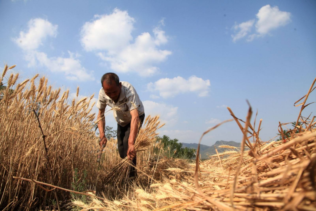 为什么小麦秸秆比小麦赚钱，农村秸秆怎么利用赚钱