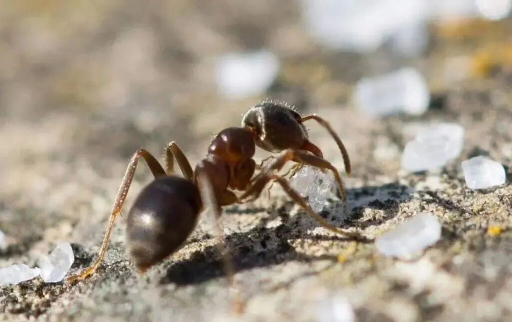 如何消灭蚂蚁，消灭蚂蚁最简单的办法