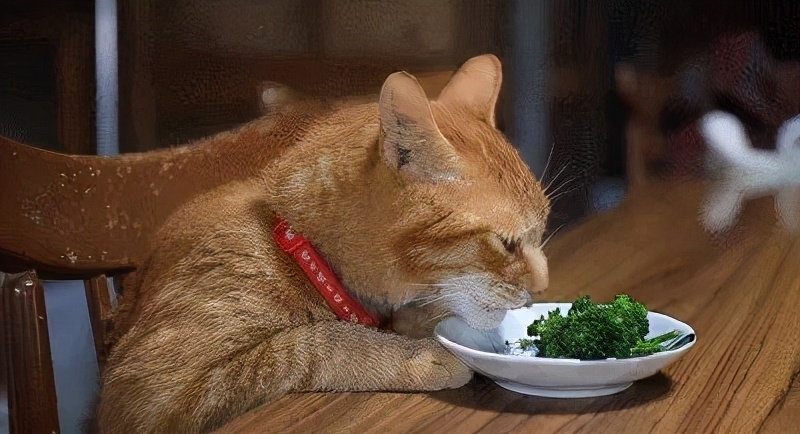猫可以吃鱼吗，猫咪吃生鱼还是熟鱼