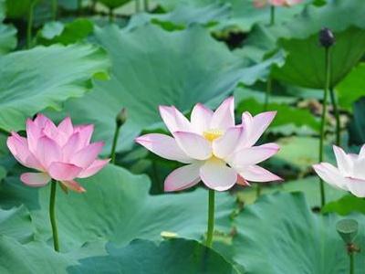 夏天适合种什么花，适合夏季播种的花种子