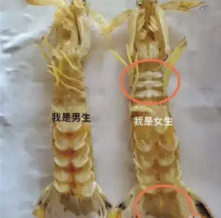 虾怎么分公母，虾有没有公母区分