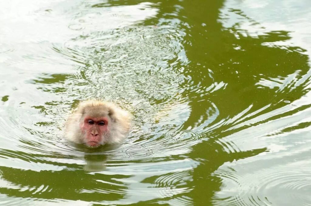 真的存在水猿吗，水猴子到底存不存在