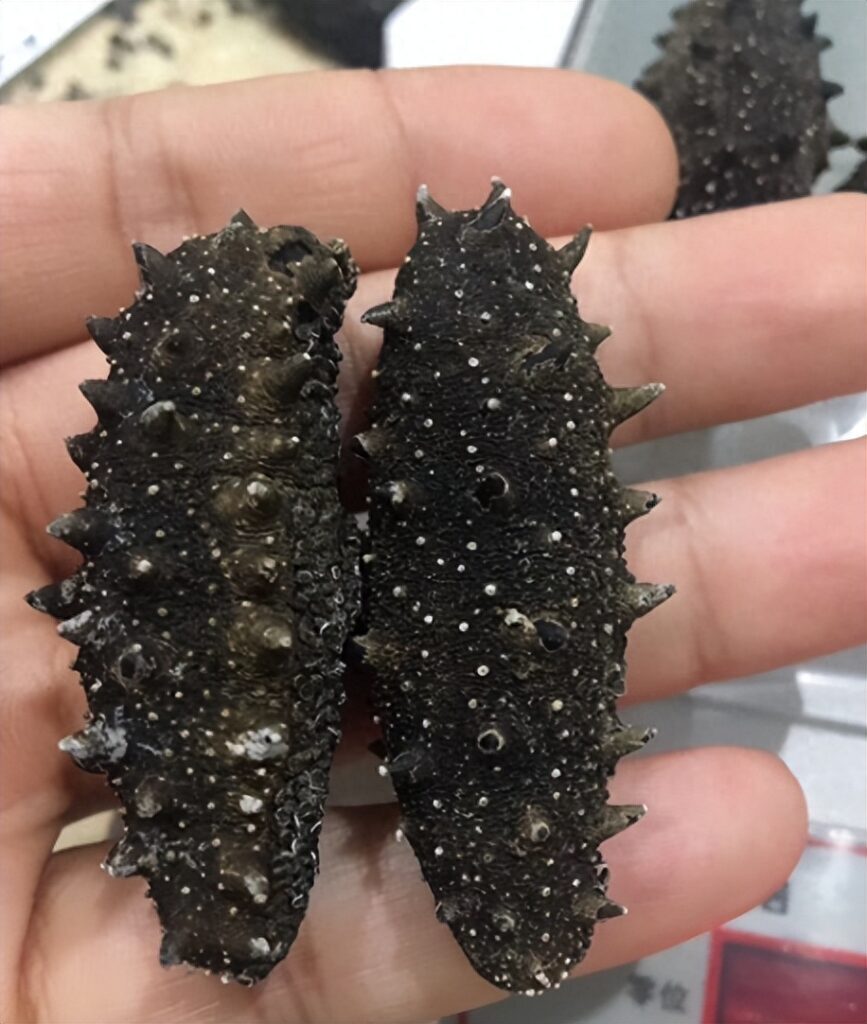 海参多少一个，正宗海参的价格