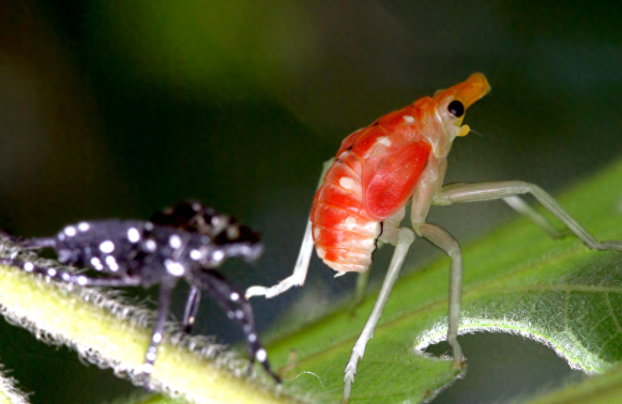 昆虫为什么要蜕皮，昆虫脱皮的原因