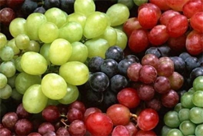 提子和葡萄有什么区别，提子算不算葡萄一类