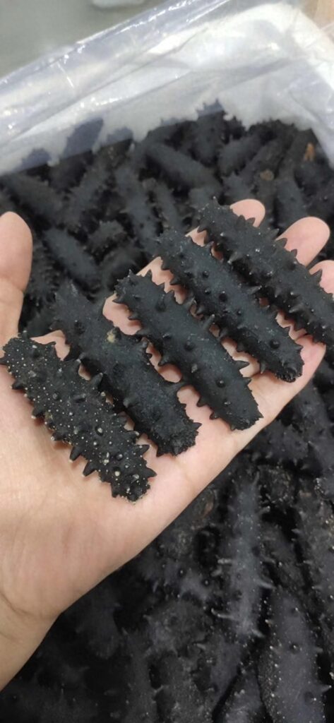 海参多少一个，正宗海参的价格