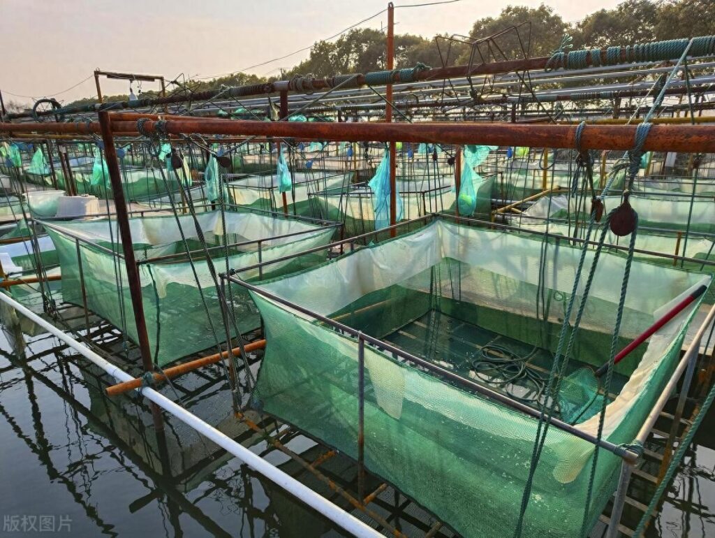 养殖龙虾怎样，龙虾如何养殖才能增加利润