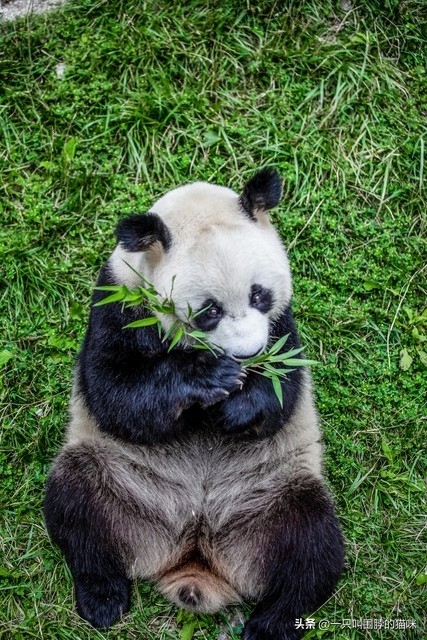 大熊猫为什么是国宝，大熊猫的珍贵程度