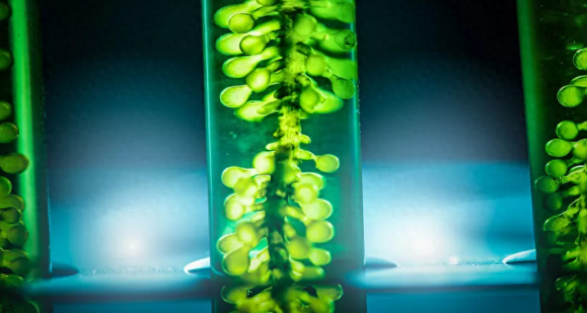 微藻为什么能产油，藻油是什么提取的